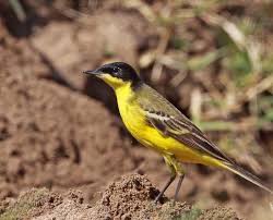 Attēlu rezultāti vaicājumam “Motacilla flava flava”