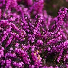 Attēlu rezultāti vaicājumam “Calluna vulgaris fruit”