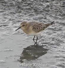 Image result for Calidris bairdii