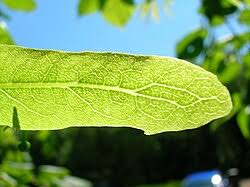 Attēlu rezultāti vaicājumam “Tilia x moltkei leaf”