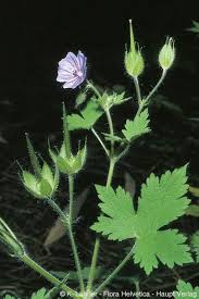 Attēlu rezultāti vaicājumam “Geranium bohemicum”