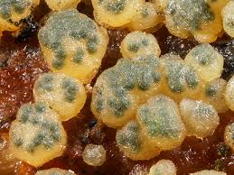 Attēlu rezultāti vaicājumam “Hypocrea gelatinosa”