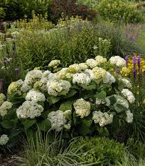 Attēlu rezultāti vaicājumam “Hydrangea arborescens”