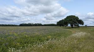 Image result for Cambridge Rambling Club