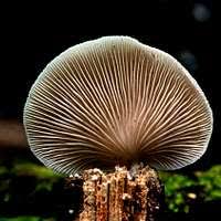 Attēlu rezultāti vaicājumam “Crepidotus versutus”