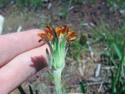 Image result for Agoseris major