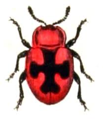 Attēlu rezultāti vaicājumam “Endomychidae”