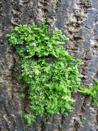 Attēlu rezultāti vaicājumam “Frullania dilatata”