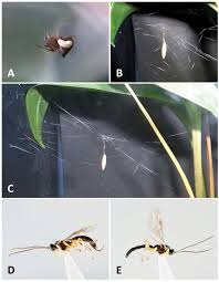 Attēlu rezultāti vaicājumam “Phylloneta cocoon”
