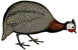 Attēlu rezultāti vaicājumam “Galliformes”