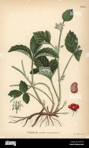 Attēlu rezultāti vaicājumam “Rubus saxatilis”