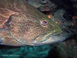 Image result for Mycteroperca rubra