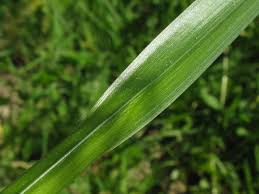 Attēlu rezultāti vaicājumam “Carex sylvatica leaf”