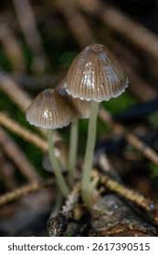 Attēlu rezultāti vaicājumam “Mycena epipterygia”