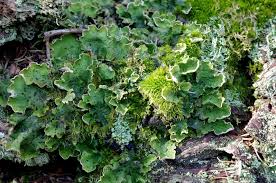 Attēlu rezultāti vaicājumam “Peltigera”