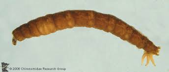 Attēlu rezultāti vaicājumam “Tipulidae”