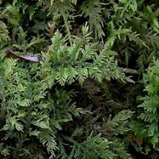 Attēlu rezultāti vaicājumam “Thuidium”