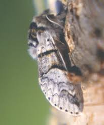 Attēlu rezultāti vaicājumam “Furcula bifida”