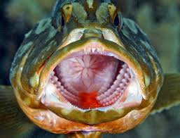 Image result for Epinephelus striatus