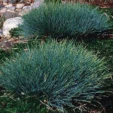 Attēlu rezultāti vaicājumam “Festuca ovina flower”