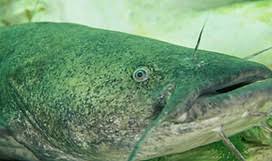 Image result for Pylodictis olivaris