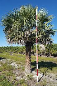 Attēlu rezultāti vaicājumam “Conardia compacta macro”