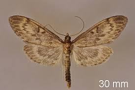 Attēlu rezultāti vaicājumam “Anania lancealis”