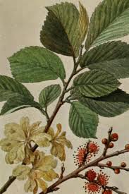 Attēlu rezultāti vaicājumam “Ulmus glabra flower”