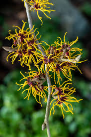 Attēlu rezultāti vaicājumam “Hamamelis mollis flower”