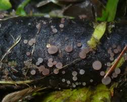 Attēlu rezultāti vaicājumam “Ombrophila violacea”