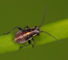 Attēlu rezultāti vaicājumam “Capsodes gothicus imago”