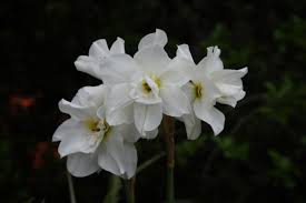 Attēlu rezultāti vaicājumam “Narcissus poeticus”