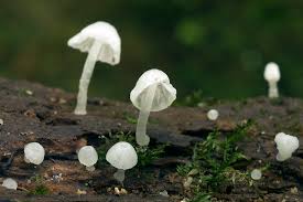 Attēlu rezultāti vaicājumam “Delicatula integrella”