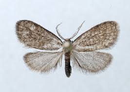 Attēlu rezultāti vaicājumam “Proutia betulina”