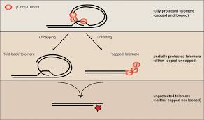 Image result for the end of the t-loop structure