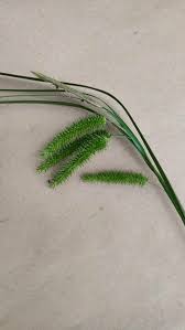 Attēlu rezultāti vaicājumam “Carex pseudocyperus fruit”