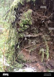 Attēlu rezultāti vaicājumam “Schistostega pennata”