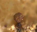 Attēlu rezultāti vaicājumam “Licea chelonoides”