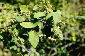 Attēlu rezultāti vaicājumam “Cotoneaster multiflorus fruit”