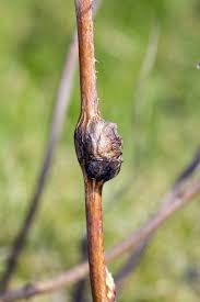 Attēlu rezultāti vaicājumam “Lasioptera rubi”