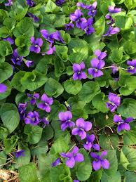 Image result for Viola odorata