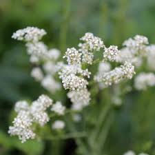 Image result for Gartenkresse