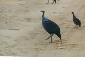 Attēlu rezultāti vaicājumam “Galliformes”