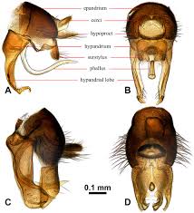 Attēlu rezultāti vaicājumam “Platypezidae”
