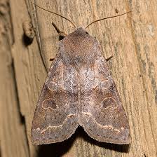 Attēlu rezultāti vaicājumam “Orthosia sp.”