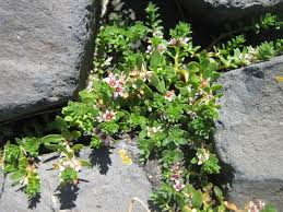 Attēlu rezultāti vaicājumam “Glaux maritima flower”