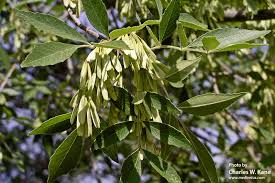 Attēlu rezultāti vaicājumam “Fraxinus”