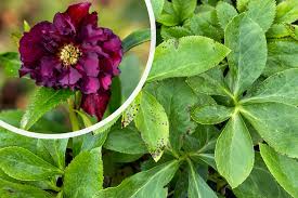 Image result for Nieswurz