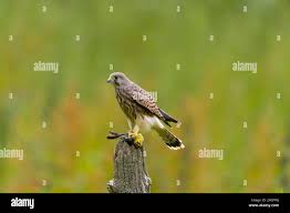 Attēlu rezultāti vaicājumam “Emberiza citrinella juvenile”