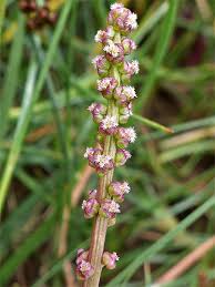 Attēlu rezultāti vaicājumam “Triglochin maritimum flower”